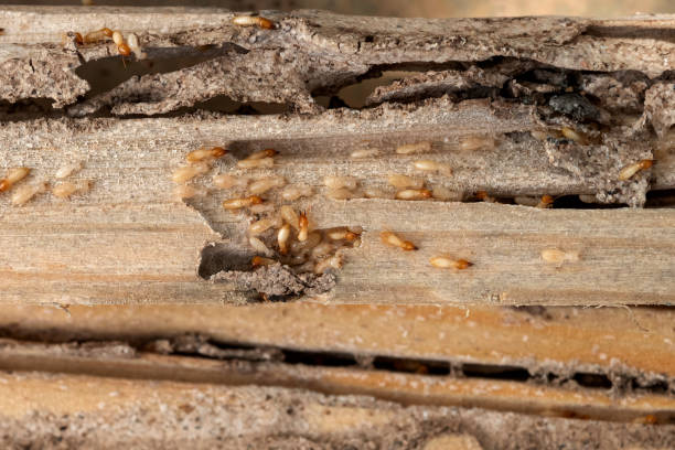 Pest Prevention Services in Kathleen, FL